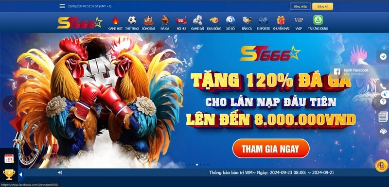 Đá Gà St666 - Mãn Nhãn Với Những Trận Chiến Chuyên Nghiệp