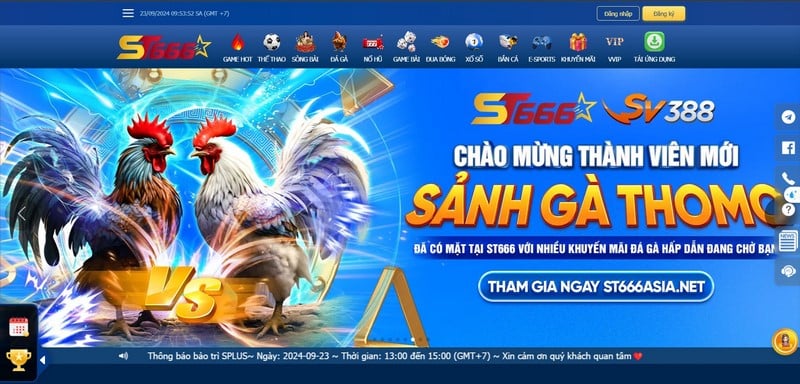 Đá Gà St666 - Mãn Nhãn Với Những Trận Chiến Chuyên Nghiệp